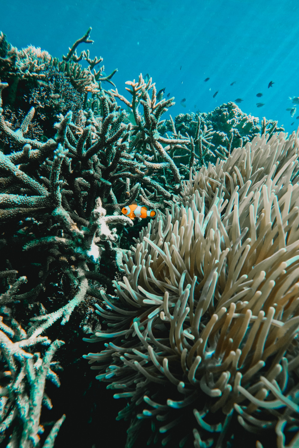 Snorkelen bij Manta Point