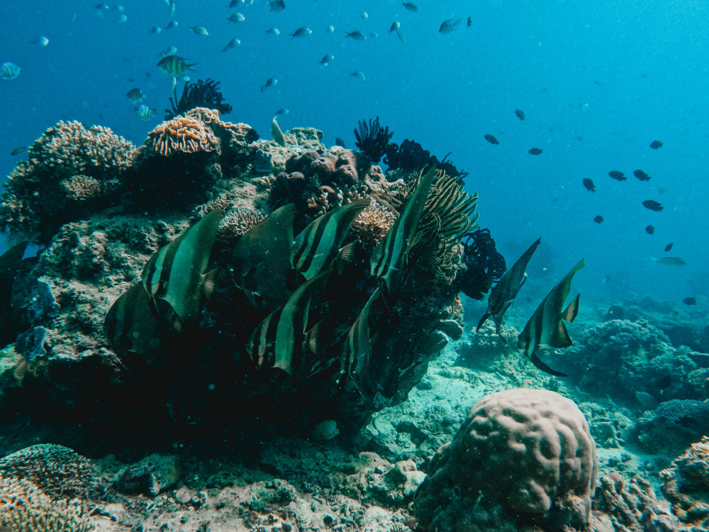 Manjarite Island