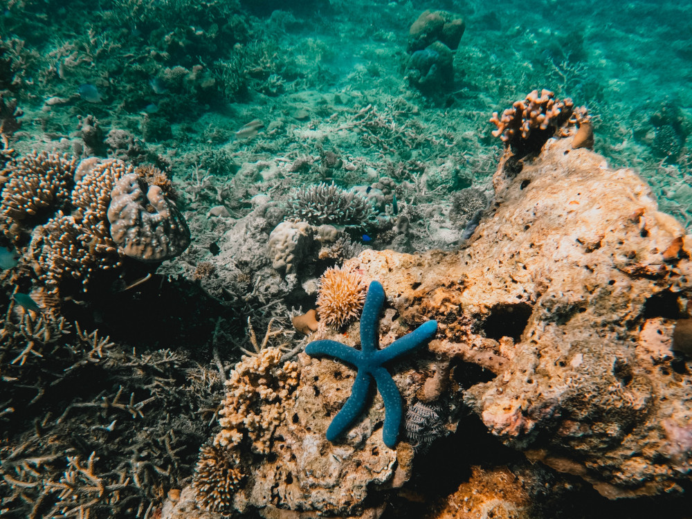 Manjarite Island