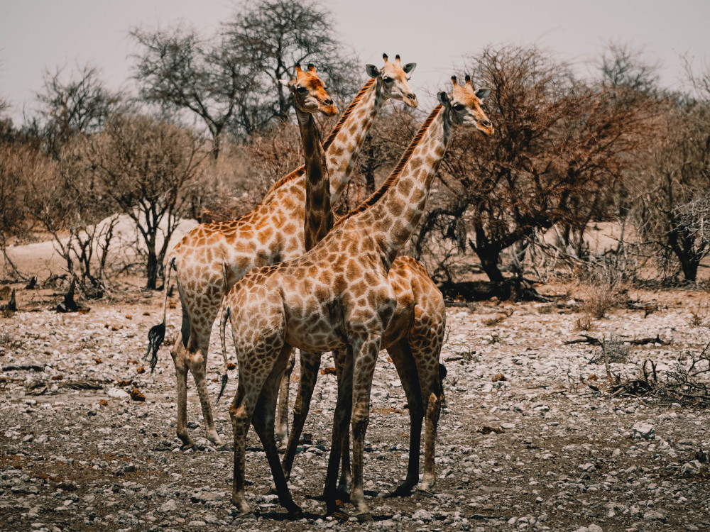 Badge - Etosha