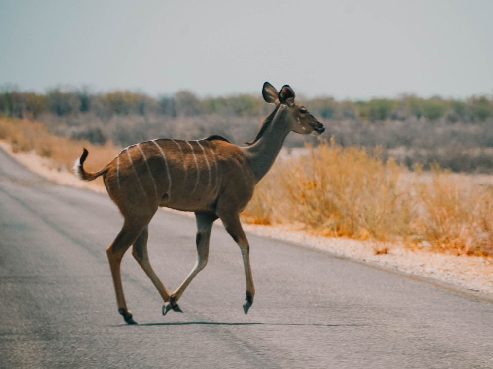 Etosha