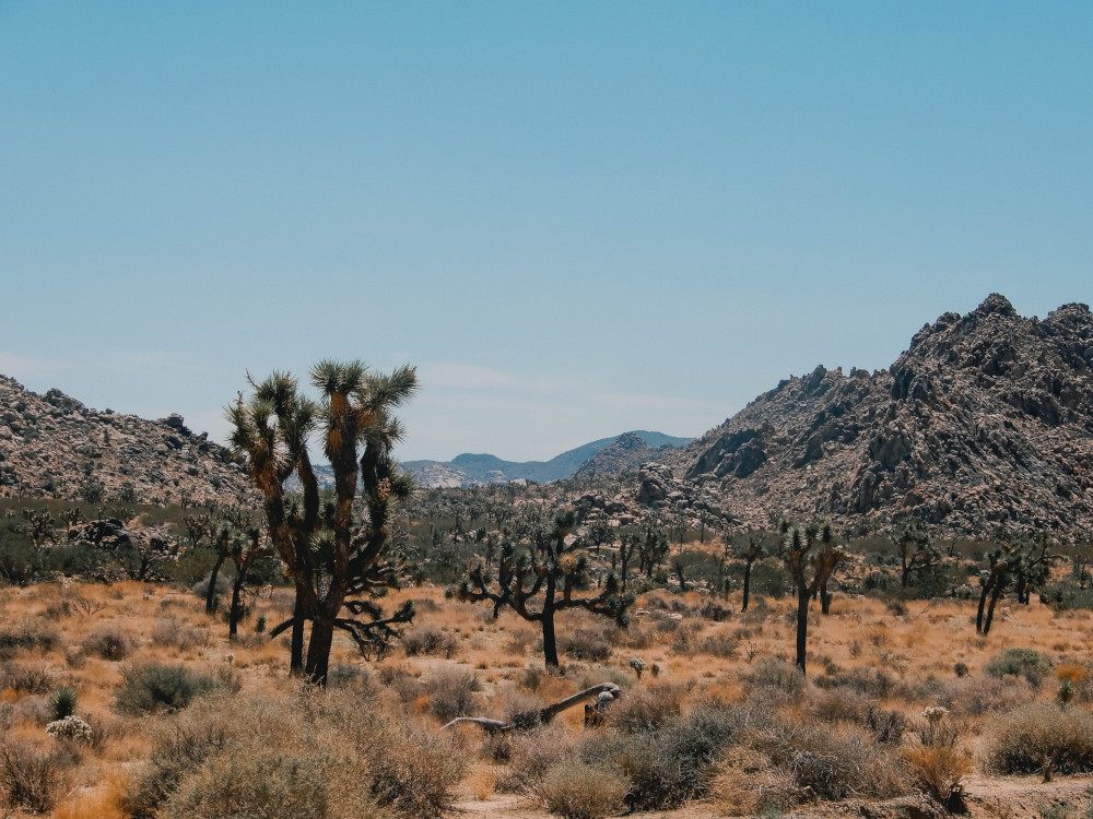 Joshua Tree Park