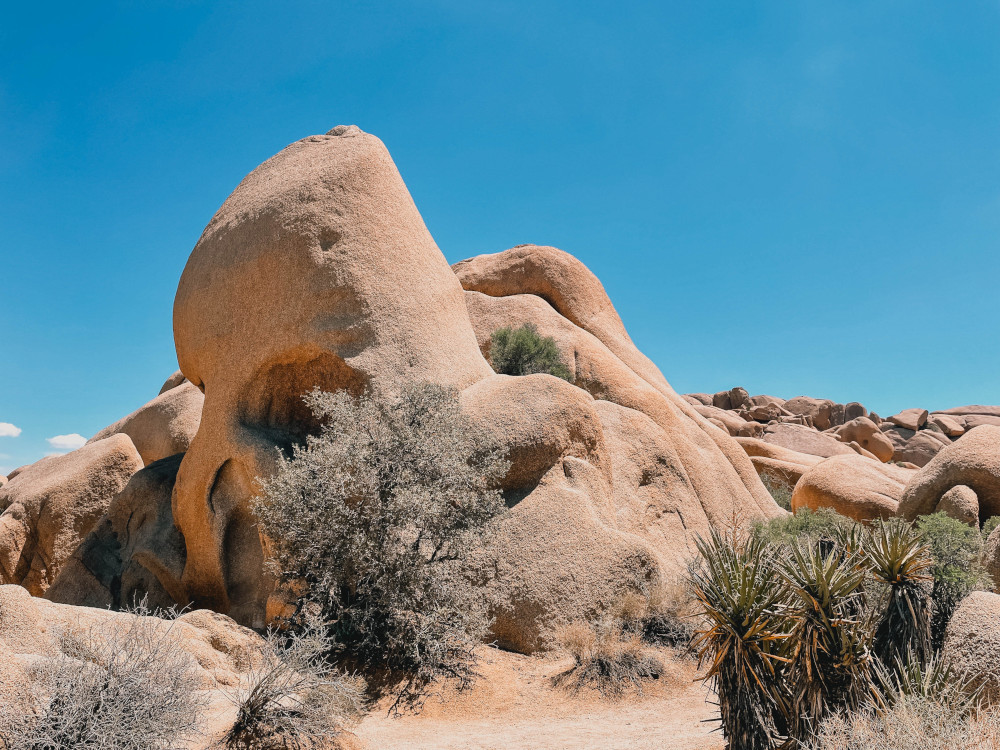 Joshua Tree Park