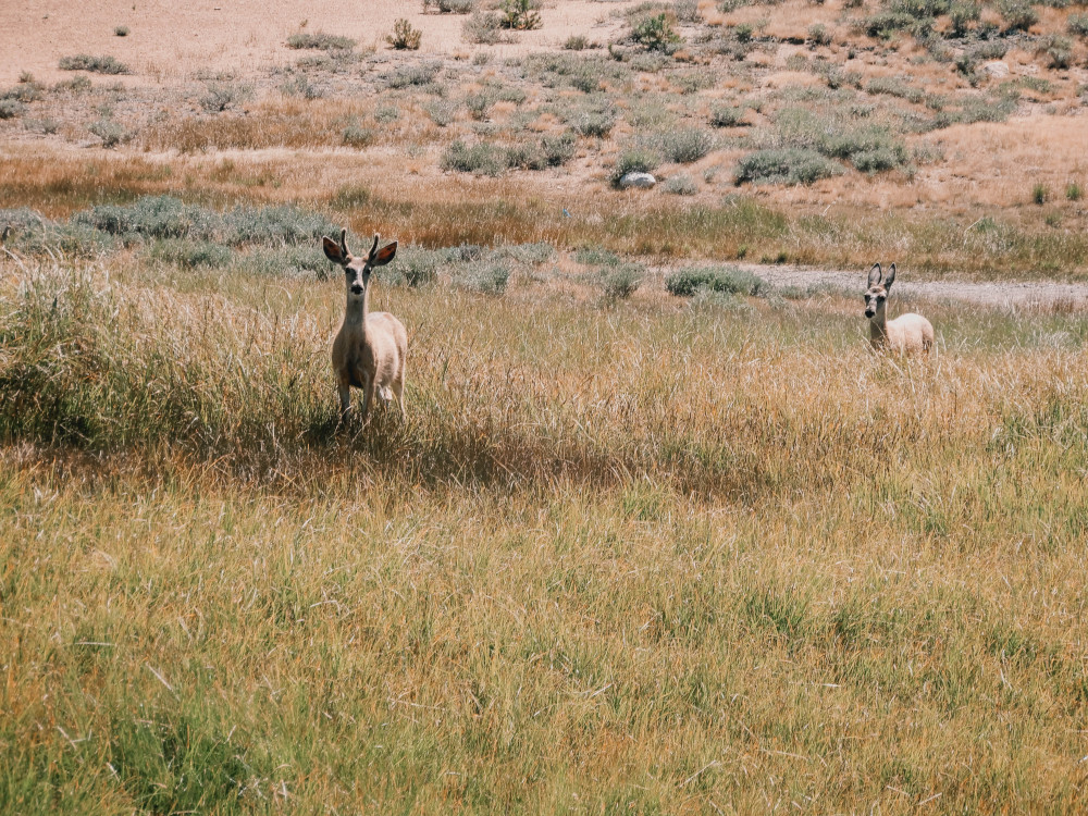 Yosemite - Tuolumne Meadows