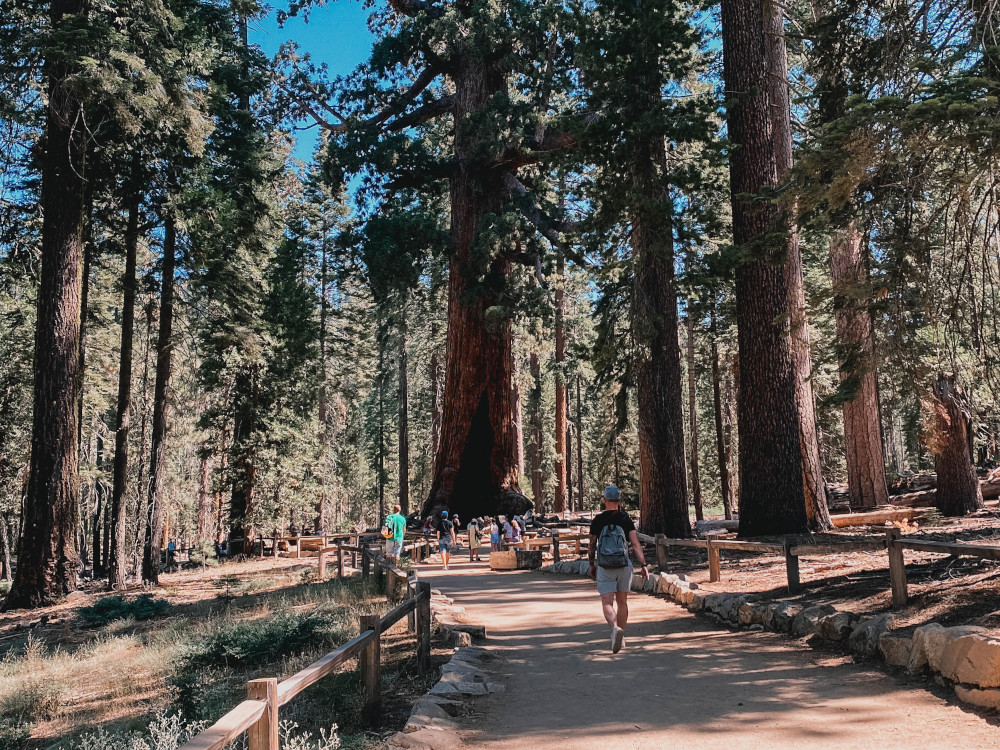 Mariposa Grove