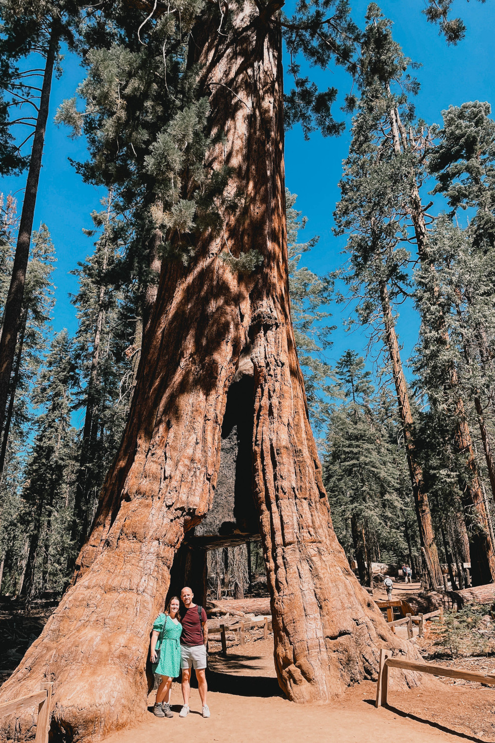 Mariposa Grove - California Tunnel Tree