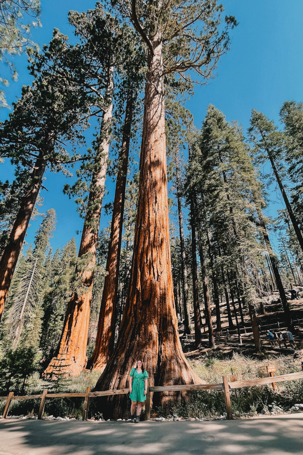 Mariposa Grove