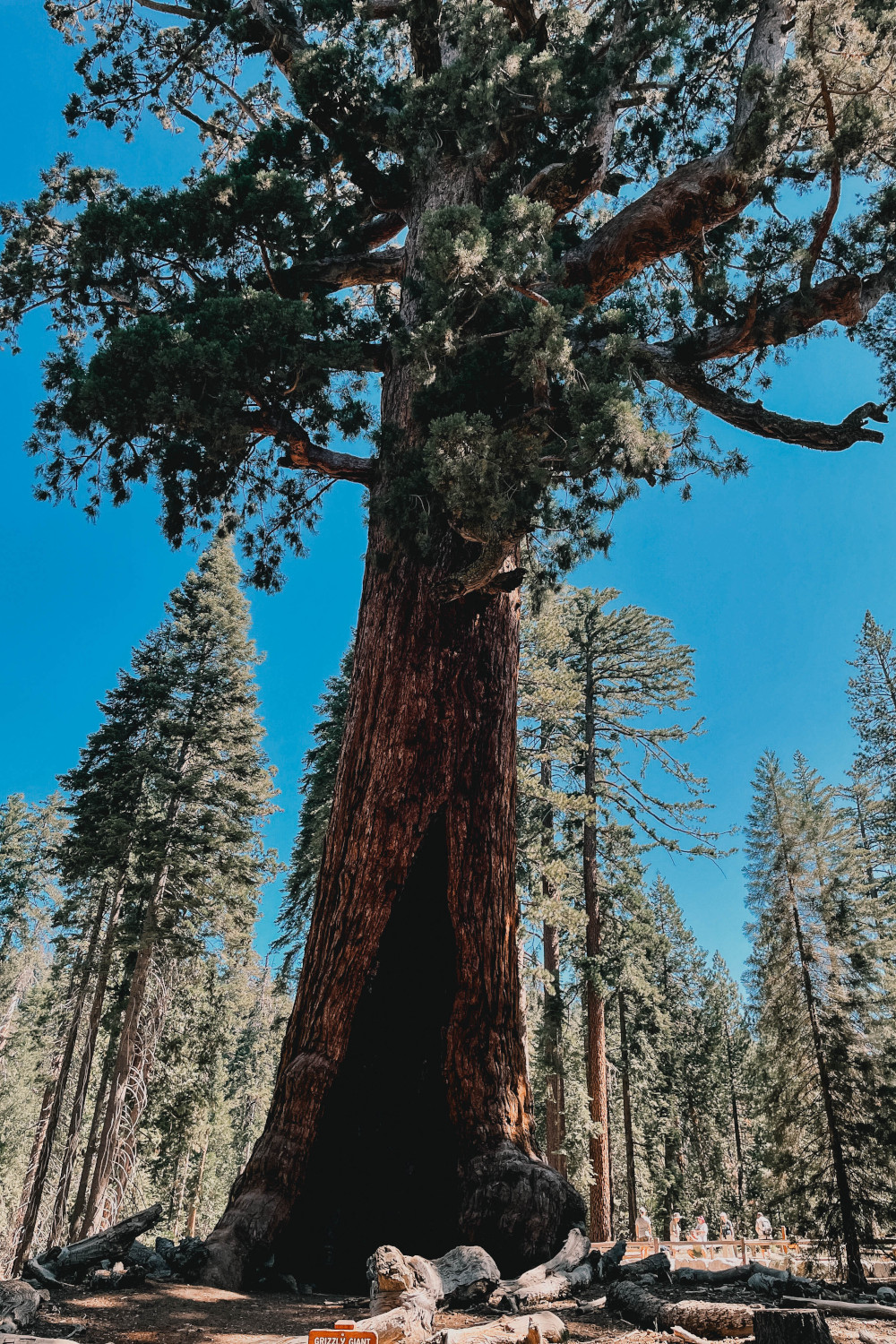 Mariposa Grove - Grizzly Giant