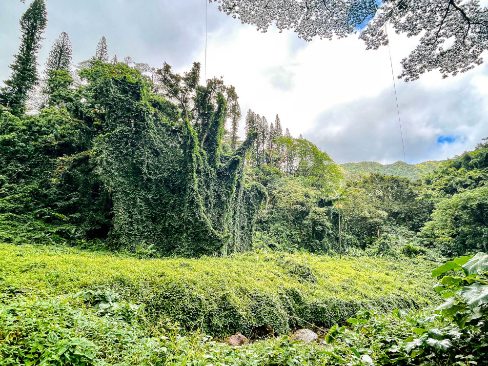 Manoa Falls Trail