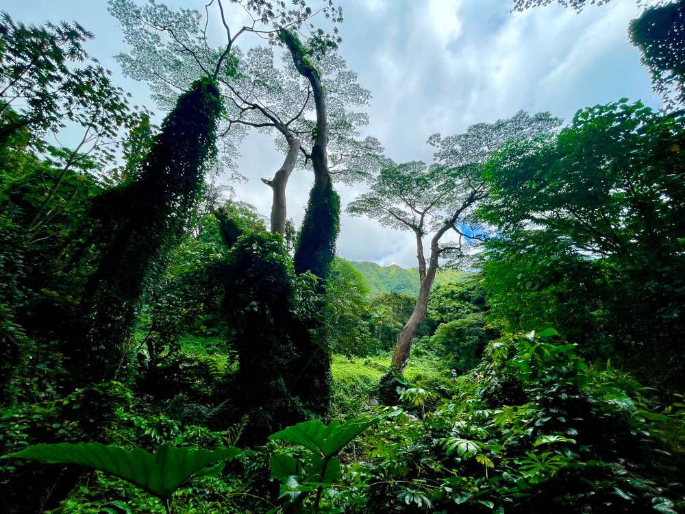 Manoa Falls Trail