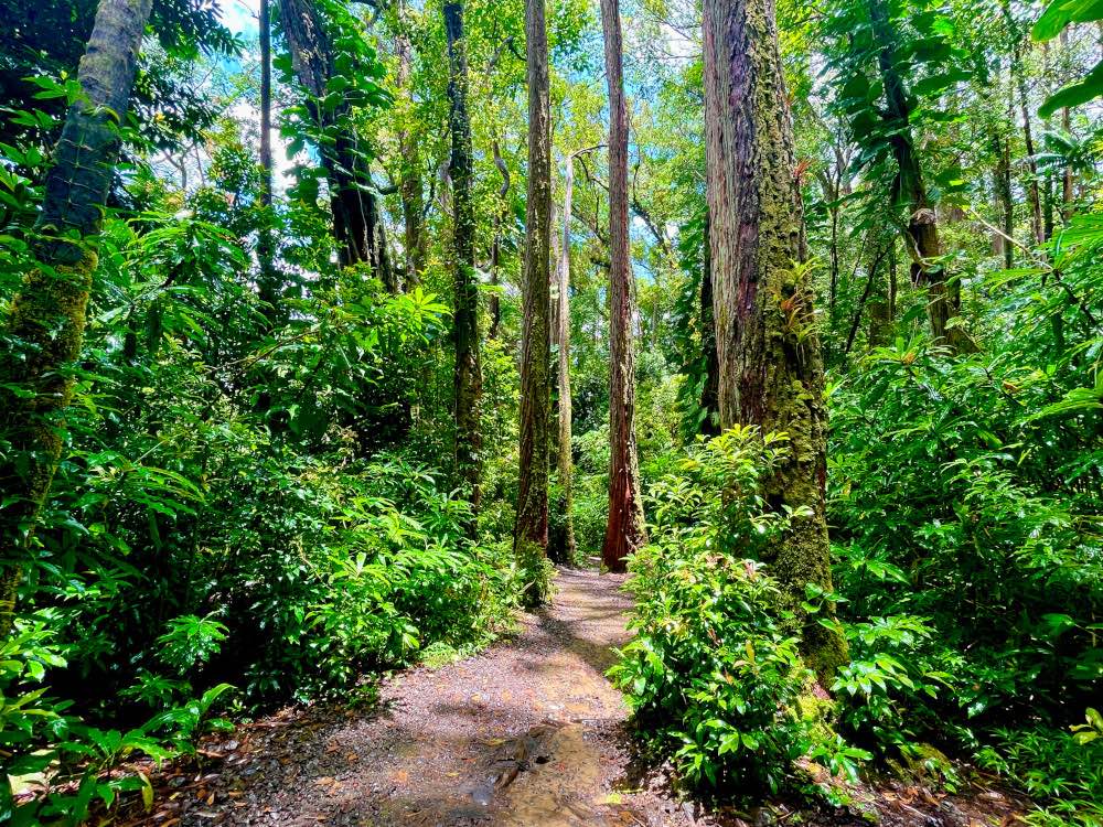 Manoa Falls Trail