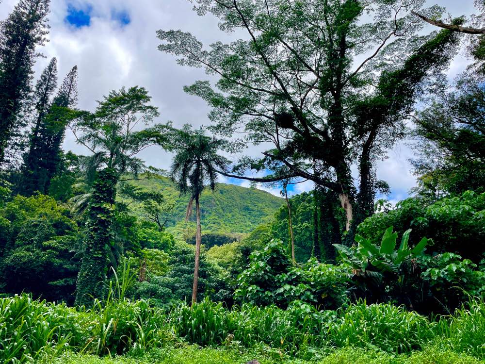 Manoa Falls Trail