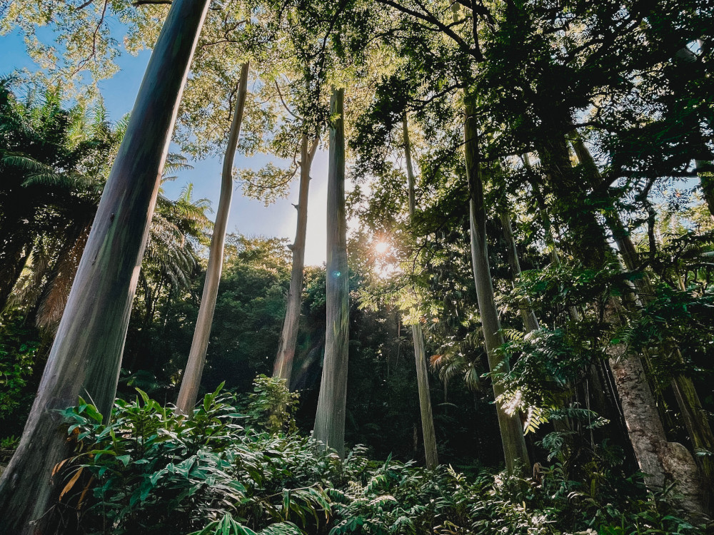 Ke'anae Arboretum