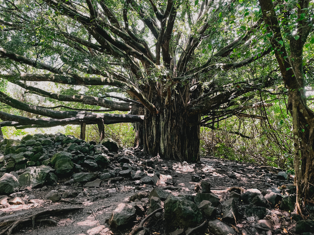 Pipiwai Trail