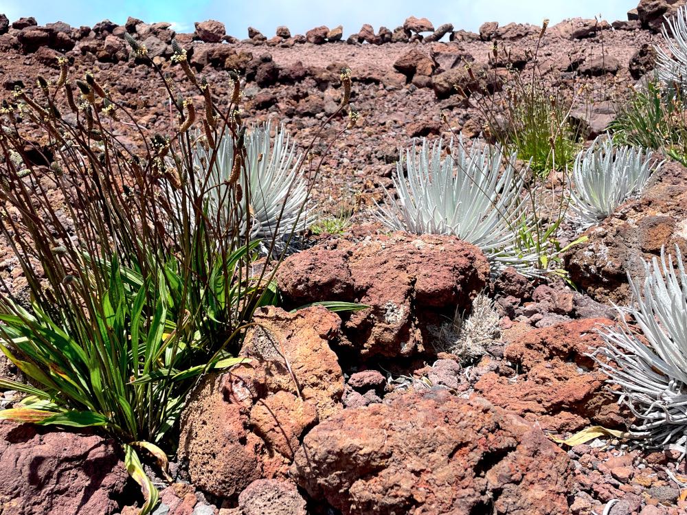 Silversword plant