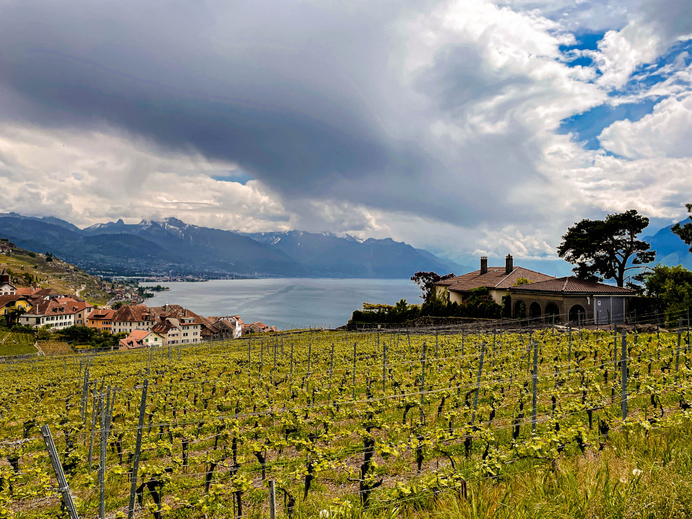 Lavaux