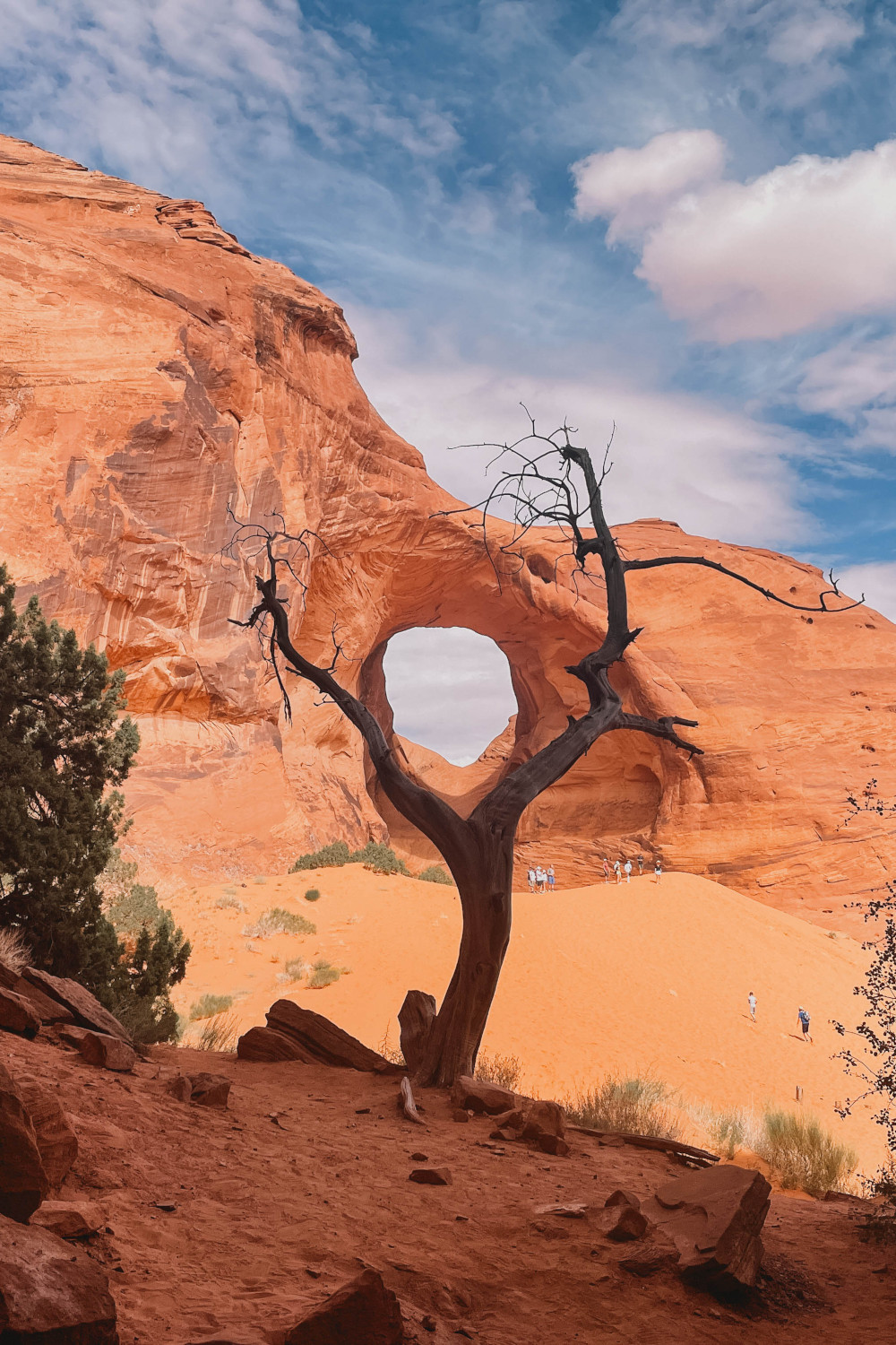 Dead Tree in front of the Ear of the Wind