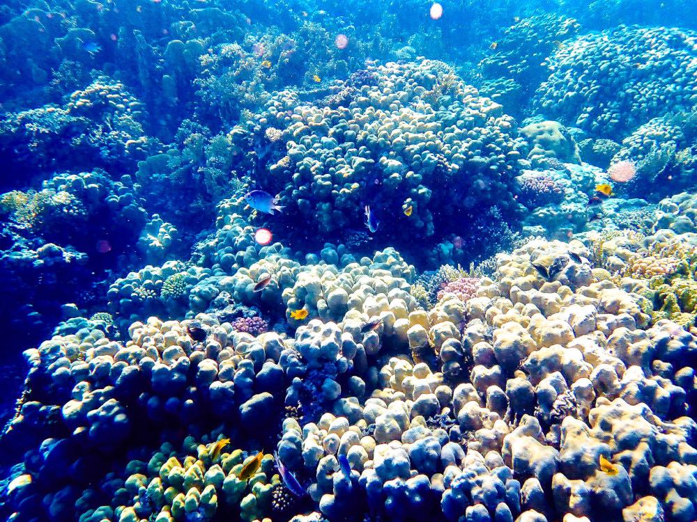 Snorkelen bij Mahmya