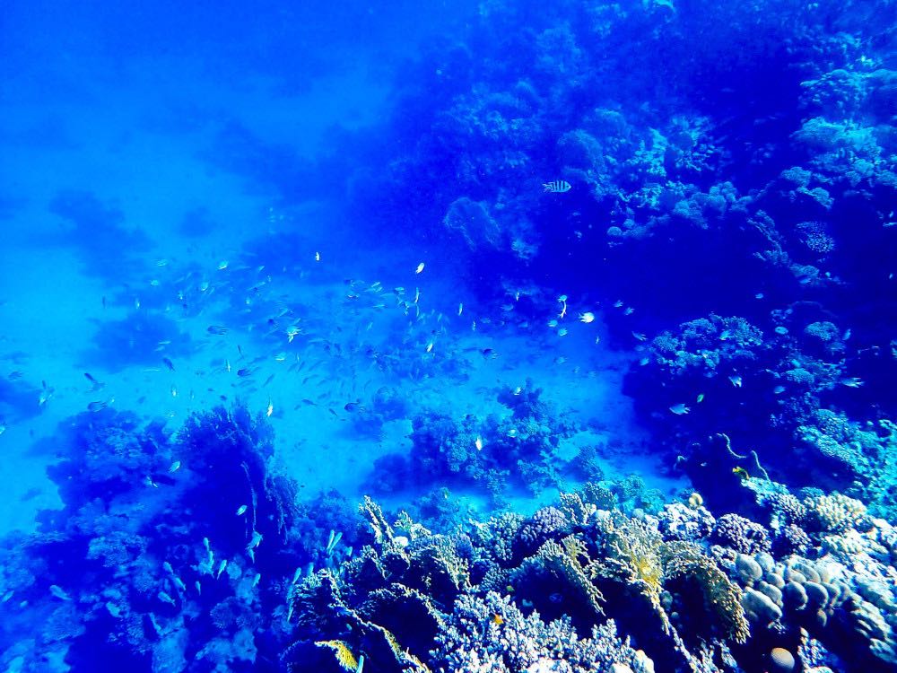 Snorkelen bij Mahmya