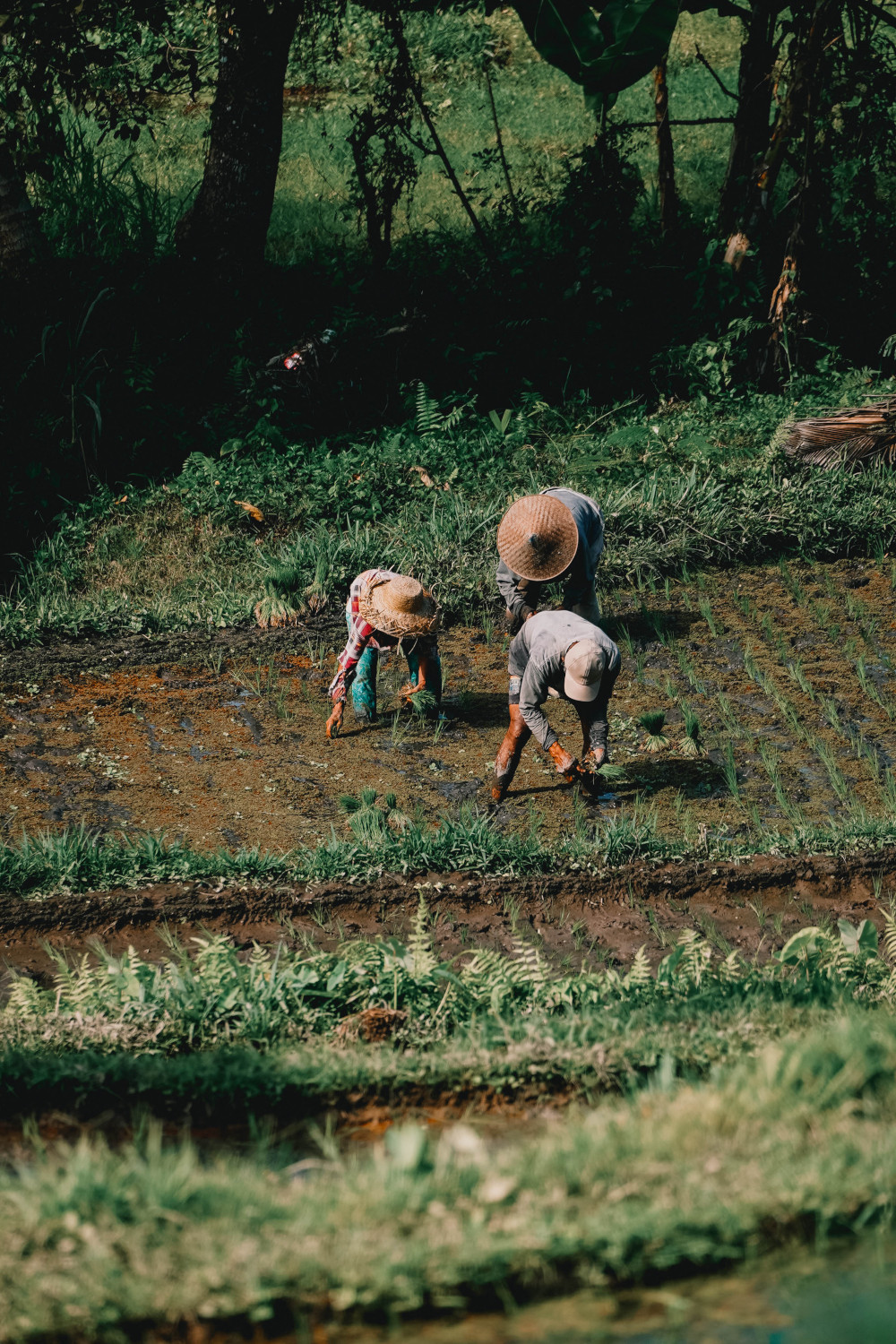 Sibetan Rice Terraces