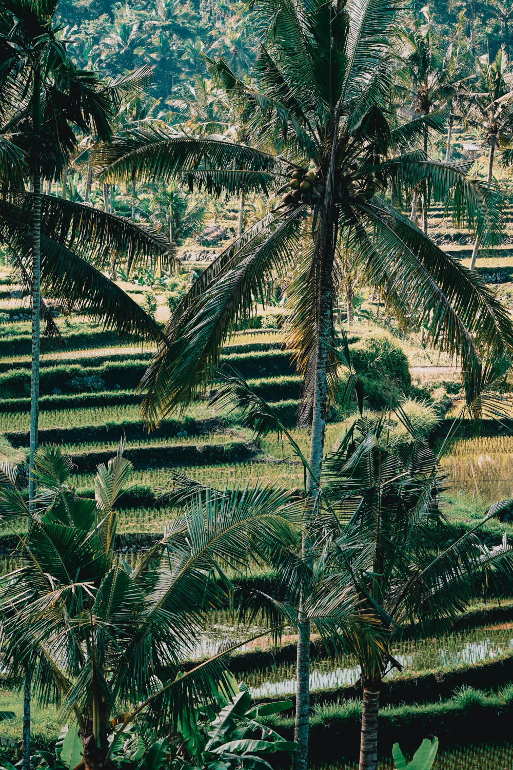 Sibetan Rice Terraces